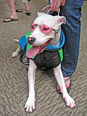 Stylin\' Doggy Duds at Just Dogs! Fashion Show