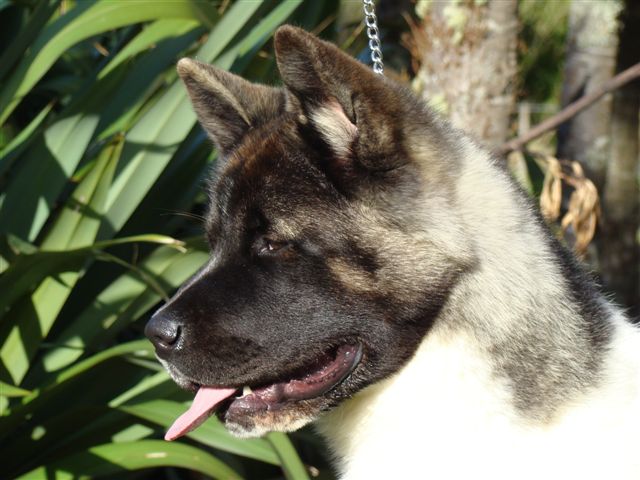 Short Hair German Shepherd Puppies. These dogs are German