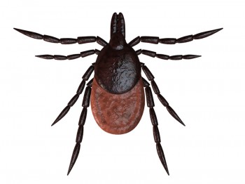 tick removal