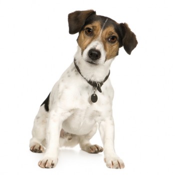 A Jack Russell Terrier