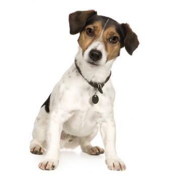 Jack Russell Terrier A Jack Russell Terrier