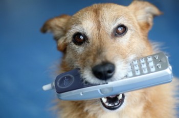 dogs can be trained to call 911