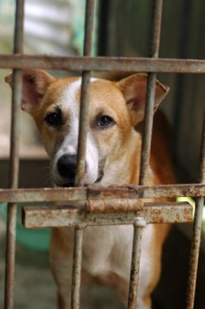 New hope for shelter dogs in prison program 