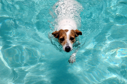 http://doggies.com/blog/wp-content/uploads/2008/10/swimming.jpg