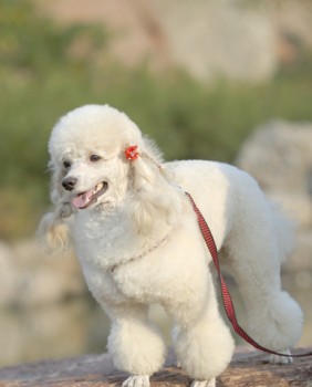 std-poodle1