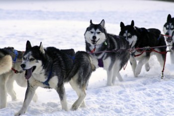 sled-dogs