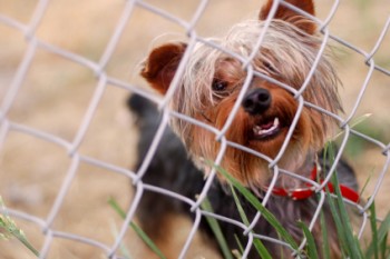 yorkie-in-fence