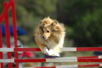 agility-2