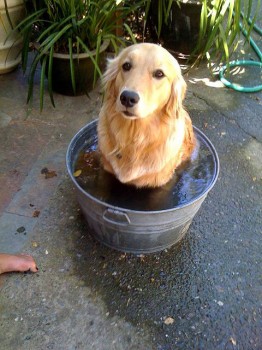 golden-tub