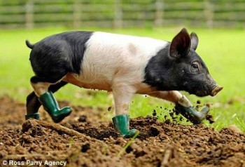 pig-in-boots