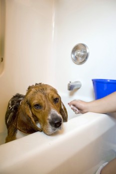 beagle-bath
