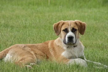 dog-in-grass