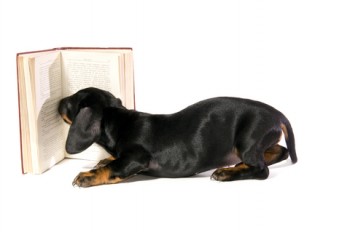 doxie-book