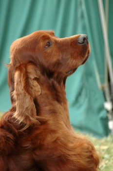 irish-setter