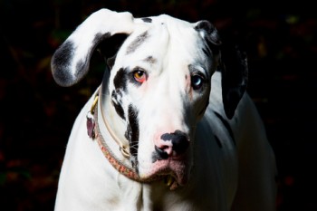 Great Dane