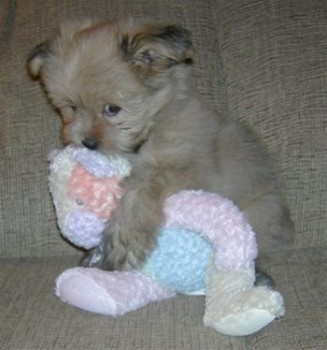 Bashful