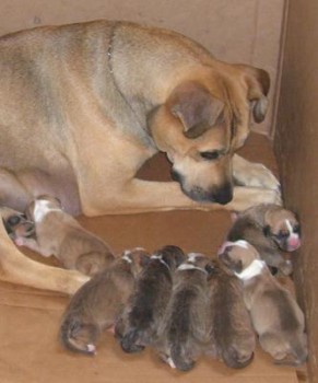 jada n pups