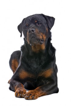 Rott