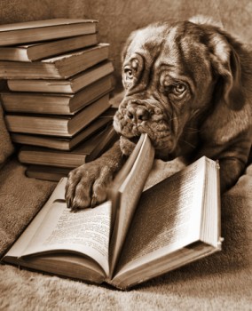 dog reading