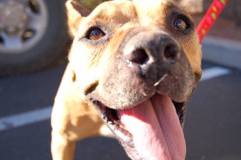 Kanab, Utah: Georgia the Michael Vick pitbull curious about the camera. (Photo credit: © NGT) 