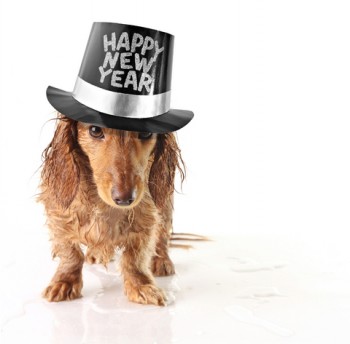 New Years Dog