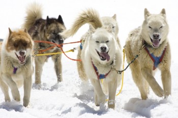 dog sledding