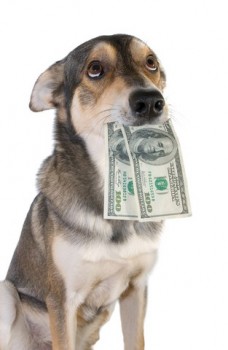 how do dog rescues make money