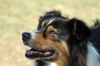 aussie shep