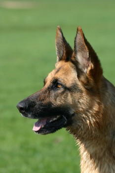 german shepherd