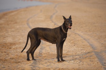 great dane on beach