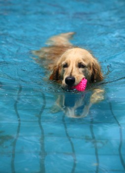swim dog