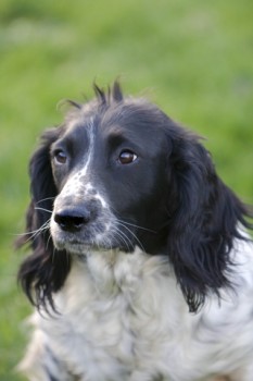 Springer Spaniel