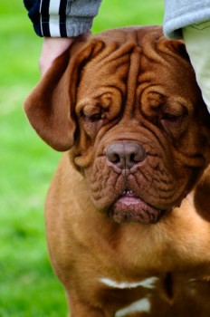 dogue de bordeaux