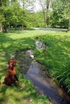 Forest Dog