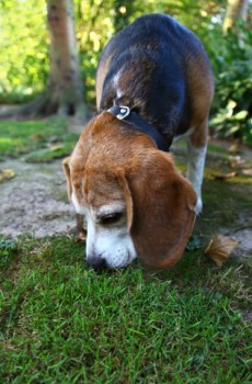 sniffing beagle