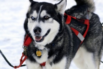 Sled Dog Siberian