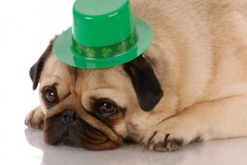 St Paddys Dog