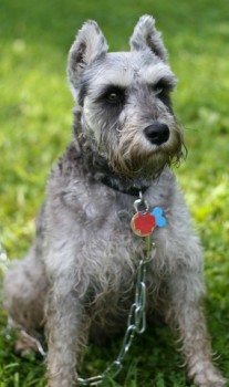 schnauzer chained