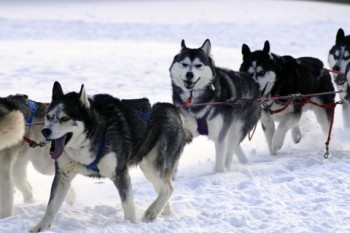 sled dogs