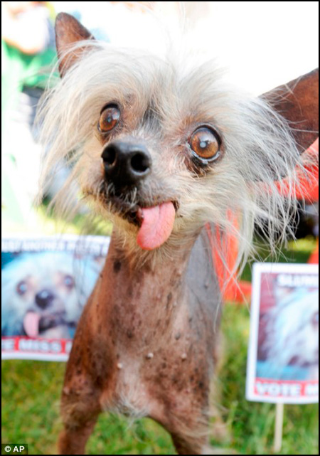  2009 World's Ugliest Dog contest, has died at Pigeon Forge, Tennessee, 