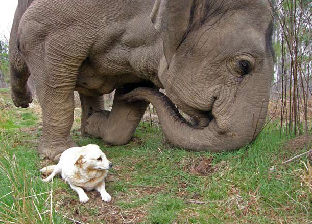 elephants and dogs