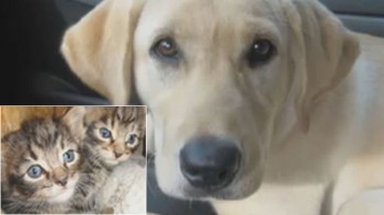 Hero Dog Saves Bag of Kittens