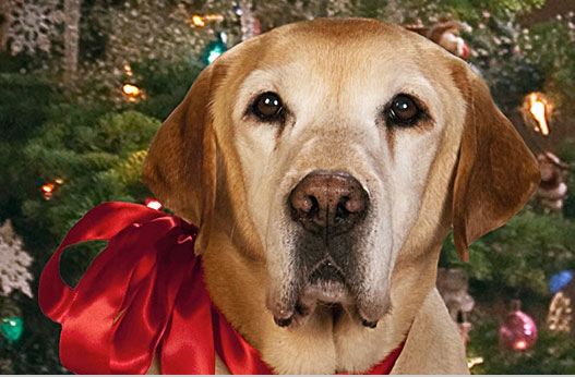 Twas the Night Before Christmas | Doggies.com Dog Blog