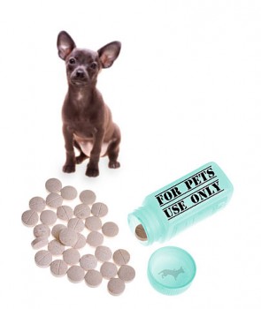 Chihuahua and bottle of pills pet prescription