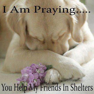   Puppies on Of View Read More Tagged Adoptable Dogs Praying Dogs Shelter Dogs