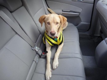 Tuesday Top Ten: Benefits to Using Dog Seat Belts | Doggies.com Dog Blog