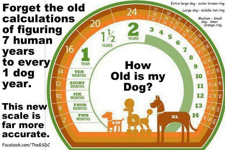 How Old Is Your Dog Doggies Dog Blog