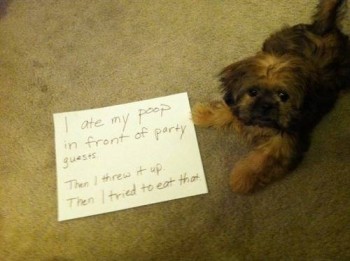 Shame 1