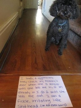 Shame 12