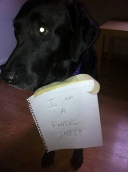 Shame 13